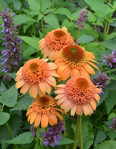 Echinacea Supreme Cantaloupe | 200 pce