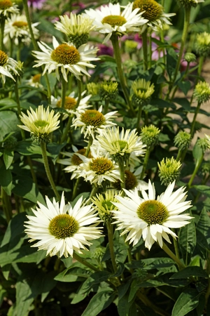 Echinacea Virgin