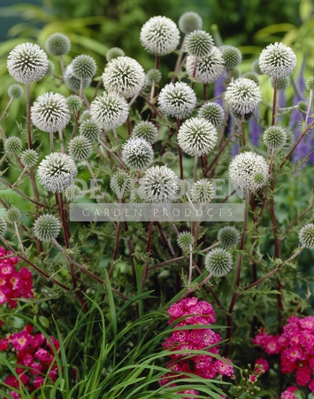 Echinops Arctic Glow