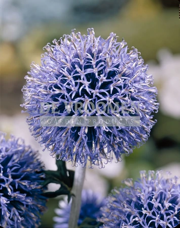 Echinops Veitch's Blue