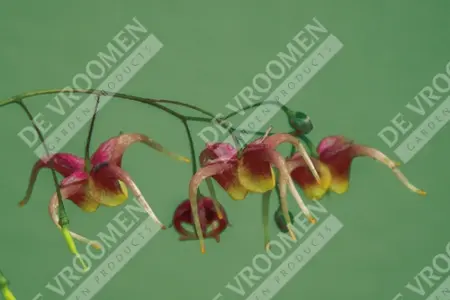 Epimedium Akane | 250 pce