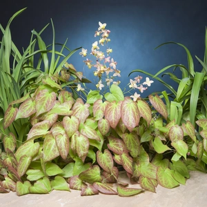 Epimedium Cupreum