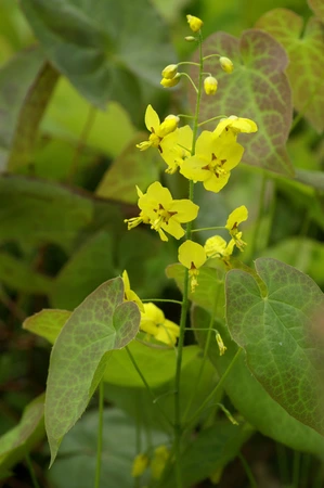 Epimedium Frohnleiten