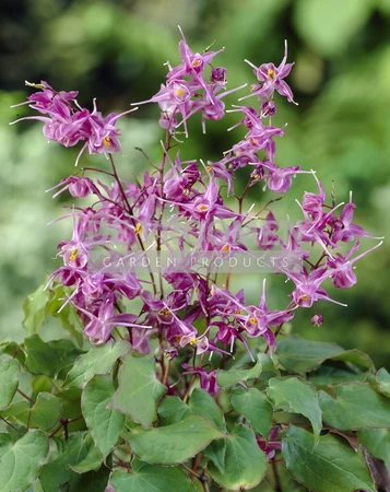 Epimedium Lilafee