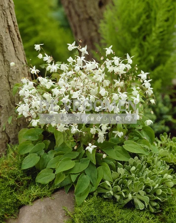 Epimedium Niveum