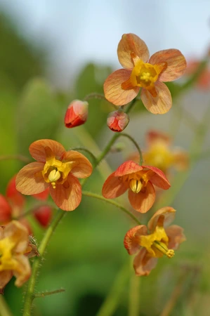 Epimedium Orange Queen