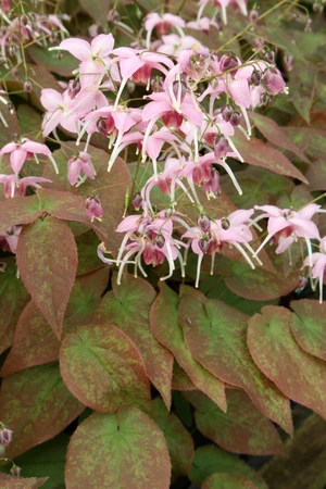 Epimedium Pretty in Pink