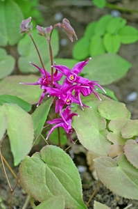 Epimedium Red Beauty