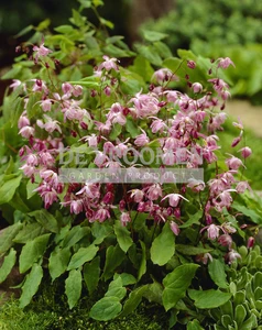 Epimedium Roseum