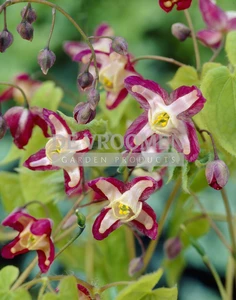 Epimedium Rubrum