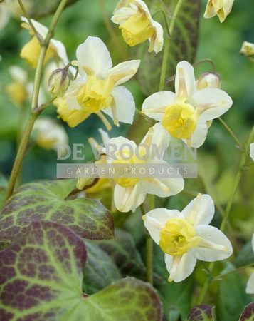 Epimedium Sulphureum