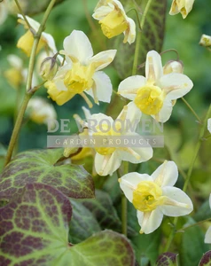 Epimedium Sulphureum