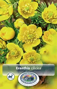 Eranthis Cilicica (Winter Aconite) | Cappers 10 x 15