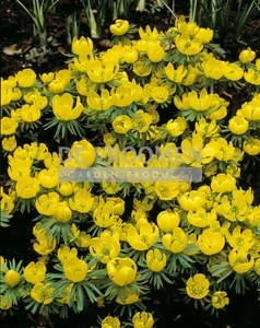 Eranthis hyemalis