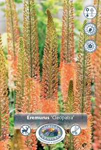 Eremurus Cleopatra | 50 pce