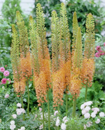 Eremurus Cleopatra