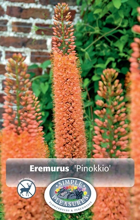 Eremurus isabellinus Pinokkio | Cappers 2 x 10