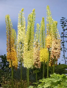 Eremurus Ruiter's Hybrids (isabellinus)