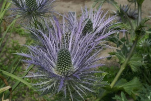 Eryngium Alpinum