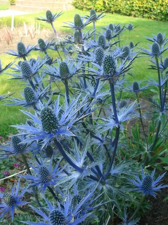 Eryngium Big Blue PBR