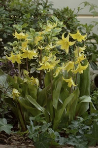 Erythronium pagoda