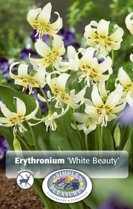 Erythronium White Beauty | Cappers 4 x 20