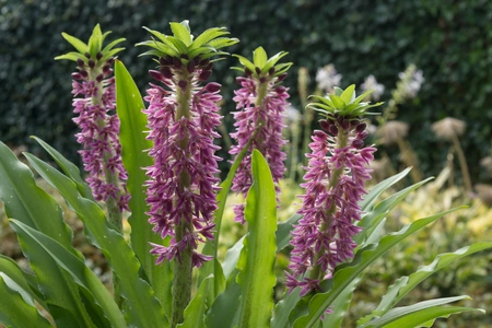 Eucomis Aloha Leia