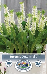 Eucomis autumnalis | Capper 5 x 16