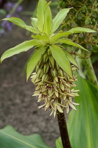 Eucomis Bicolor