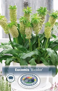 Eucomis bicolor | Capper 5 x 16