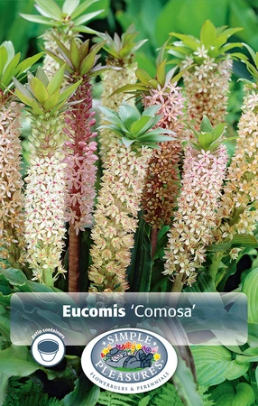 Eucomis Comosa | Capper 5 x 16