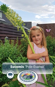 Eucomis Pole-Evansii | 15 pce