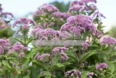 Eupatorium Baby Joe (maculatum)