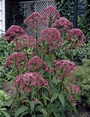 Eupatorium Gateway