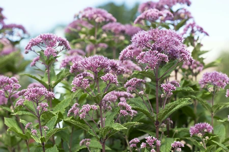 Eupatorium Little Joe