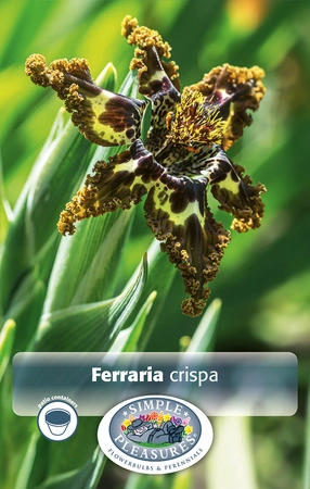 Ferraria crispa | Capper 5 x 16