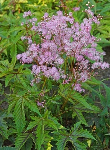 Filipendula Red Umbrellas PBR