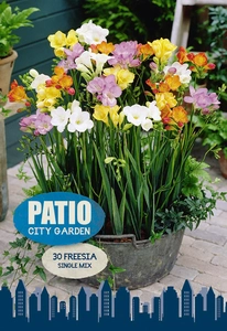 Freesia Mixed single freesia | Capper 5 x 16