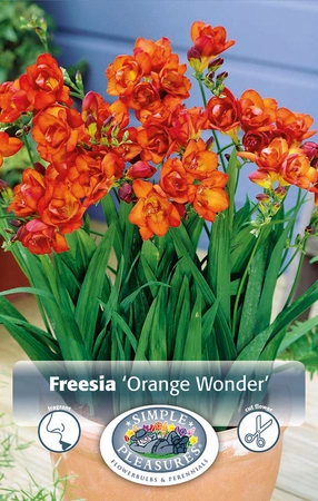 Freesia Orange Wonder | Capper 5 x 16