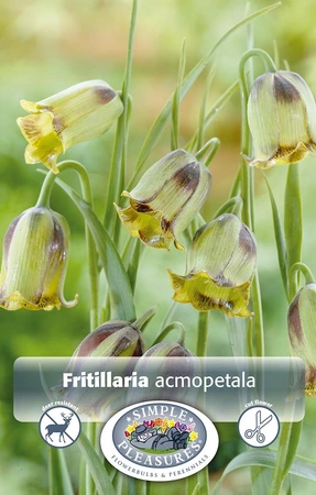 Fritillaria Acmopetala | Cappers 10 x 20