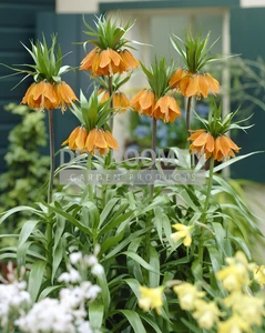 Fritillaria Aurora