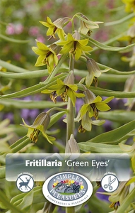 Fritillaria Green Eyes | 12 pce