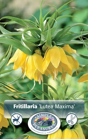 Fritillaria imperialis Lutea Maxima | 12 pce