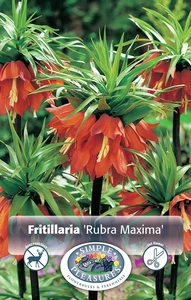 Fritillaria imperialis Rubra Maxima | 12 pce