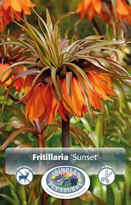 Fritillaria imperialis Sunset | 12 pce