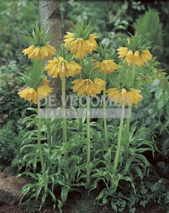 Fritillaria Lutea