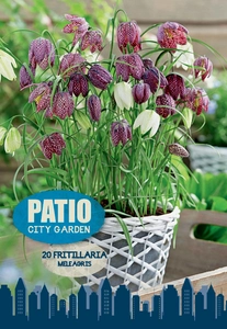 Fritillaria Meleagris | Cappers 20 x 20