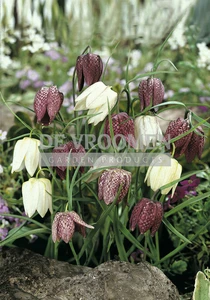 Fritillaria Meleagris Mix