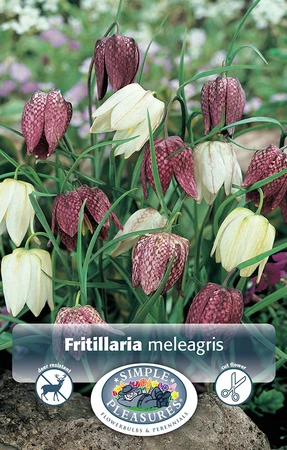 Fritillaria Meleagris (Mixed Colors) | Cappers 15 x 15