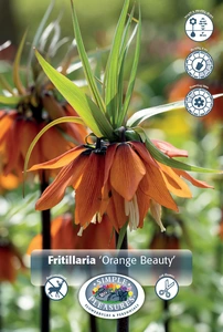 Fritillaria Orange Beauty | 50 pce